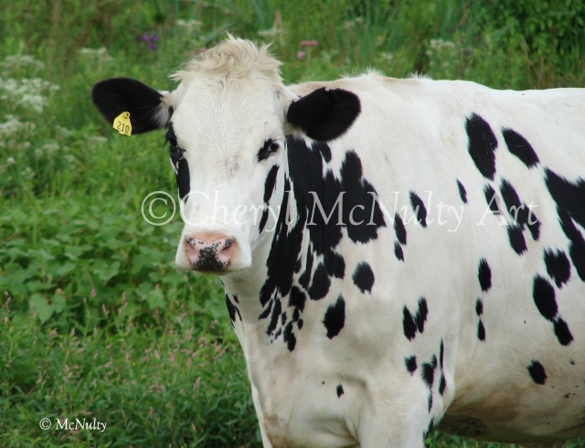 Pretty Cow